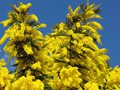 MIMOSAS%20MENTON